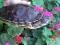 Самки красноухих черепах. Фото 5.