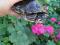 Самки красноухих черепах. Фото 7.