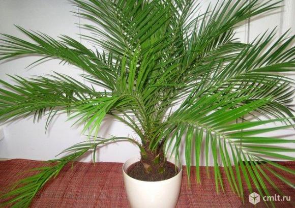 Финиковая пальма.. Фото 1.