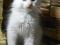 Маленькие львята котята мейн-кун. Фото 7.
