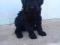 Щенки русского черного терьера. Фото 1.