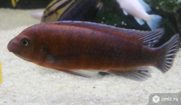 Лабеотрофеус тревавас чилумба. Фото 1.
