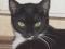 Черно-белая кошка Маори - ласковая, игривая, озорная. Фото 1.