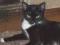 Черно-белая кошка Маори - ласковая, игривая, озорная. Фото 2.
