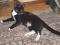 Черно-белая кошка Маори - ласковая, игривая, озорная. Фото 3.