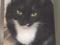 Черно-белая кошка Маори - ласковая, игривая, озорная. Фото 4.