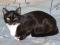 Черно-белая кошка Маори - ласковая, игривая, озорная. Фото 5.