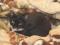 Черно-белая кошка Маори - ласковая, игривая, озорная. Фото 7.