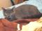 Роскошный голубой кот Грэй в возрасте 10 месяцев. Фото 4.