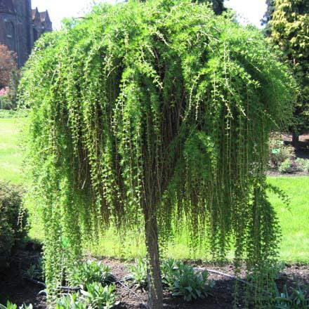 Лиственница на штамбе. Фото 1.