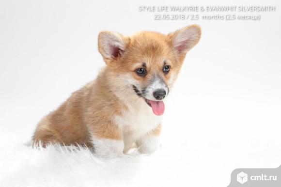 Щенки вельш корги пемброк. Фото 1.