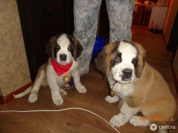 Щенки сенбернара. Фото 2.