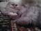 Персидская кошечка окраса камео. Фото 2.