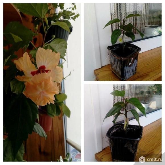 Гибискус текила санрайз, розовый и красный махровые. Фото 1.