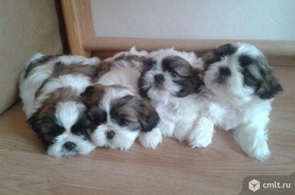 Продаются щенки ши-тцу. Фото 1.
