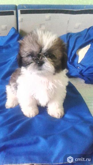 Продаются щенки ши-тцу. Фото 3.