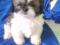 Продаются щенки ши-тцу. Фото 3.