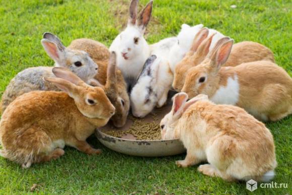 Корм для кроликов. Фото 1.