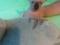 Голубоглазая девочка канадского сфинкса.. Фото 2.