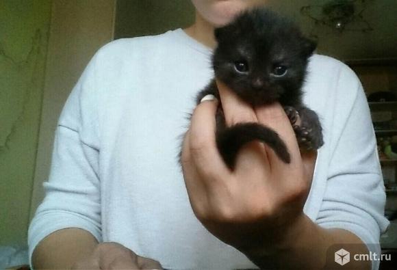 Плюшевые шотландские котята.. Фото 1.