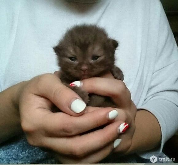 Плюшевые шотландские котята.. Фото 4.