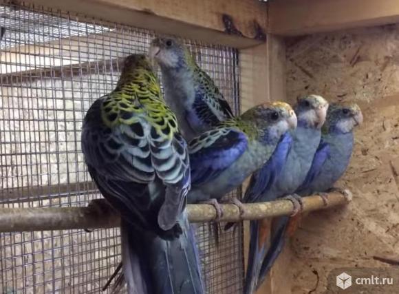 Розелла - птенцы выкормыши. Фото 1.