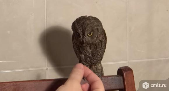 Сова карликовая сплюшка
