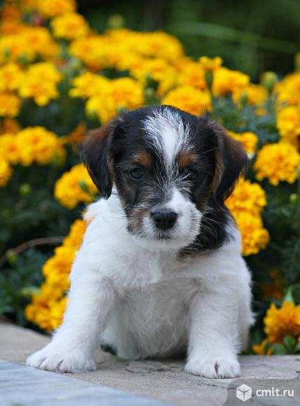 Породистые малыши джек-рассел-терьер. Фото 1.