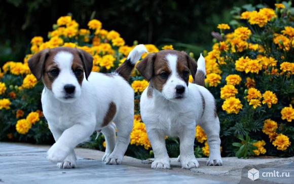 Породистые малыши джек-рассел-терьер. Фото 6.