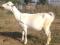 Зааненская коза. Фото 1.
