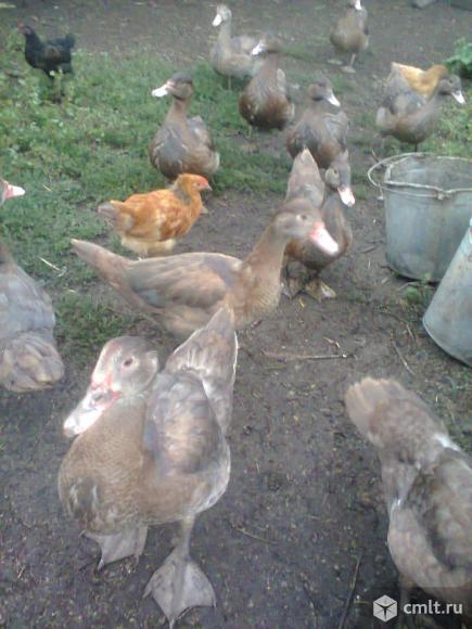 Утки. Фото 1.