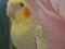 Ручных птенцов волнистых попугаев,корелл,амадин.. Фото 2.