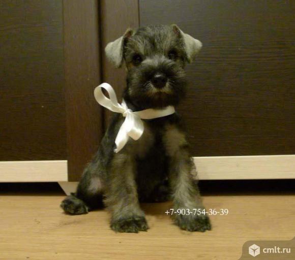 цвергшнауцер щенок продажа мальчик перец с солью