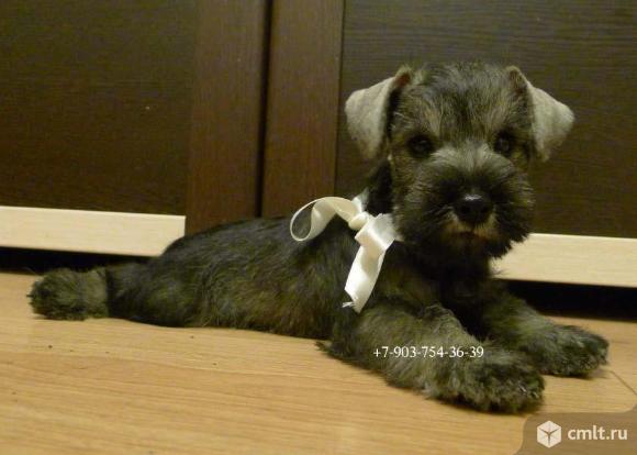 цвергшнауцер кобель на продажу перец с солью