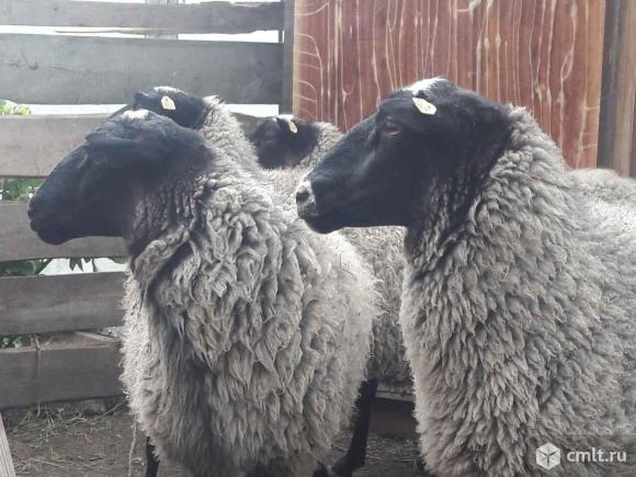 Романовские овцы. Фото 1.