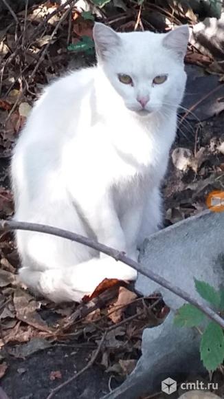 Белоснежный кот. Фото 1.