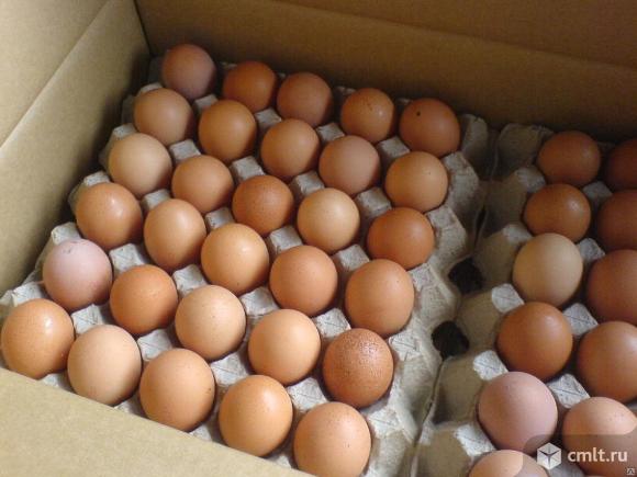 Инкубационное яйцо бройлера, гусят, утят, цыплята. Фото 1.