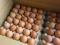 Инкубационное яйцо бройлера, гусят, утят, цыплята. Фото 1.