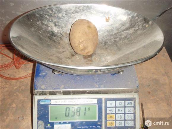 Продается отборный особо крупный картофель. Фото 1.