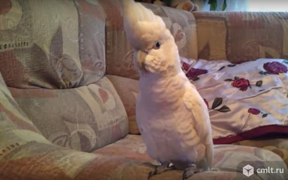 Какаду соломонов. Фото 1.