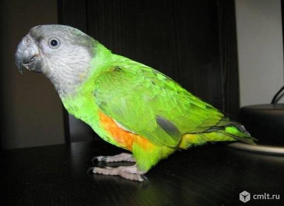 Сенегальский попугай. Фото 1.