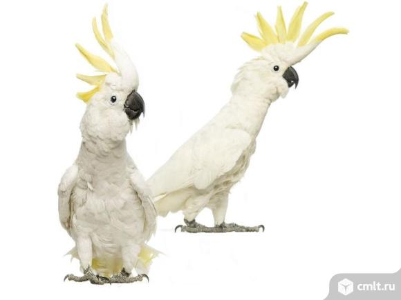 Какаду желтохохлый. Фото 1.