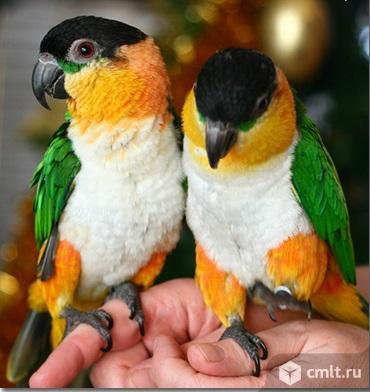 Черношапочный каик. Фото 1.