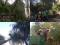 Спиливание деревьев   ( аварийных ) в Воронеже. Фото 7.