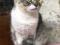 Кошка Шуня в приюте «Право на Жизнь» ждёт хозяина. Фото 2.
