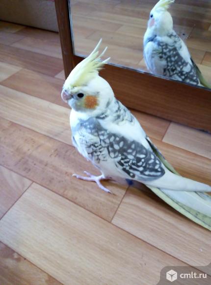 Продам попугая корелла, мальчик 4 месяца с клеткой.. Фото 2.