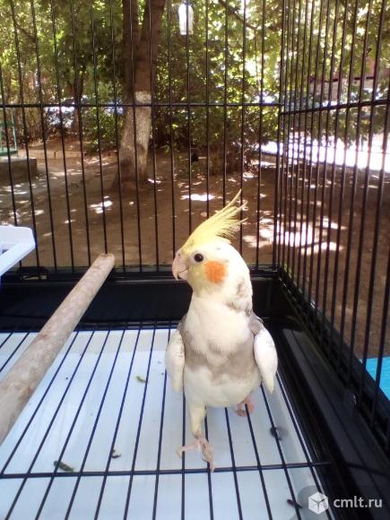 Продам попугая корелла, мальчик 4 месяца с клеткой.. Фото 1.