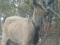 Коза Альпийская. Дойная.. Фото 1.