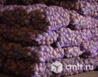 Картофель оптом со склада в Воронеже. Фото 1.