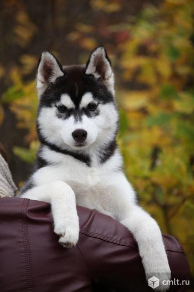 Хасята. Фото 1.